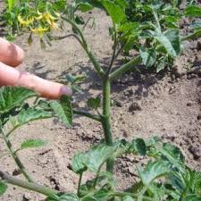 Einzelne pflanzen auf dem balkon finden einen wirksamen schutz vor kälte unter speziellen tomatenhauben. Meine Ernte Tomaten Anbauen Pflegen Ernten Und Lagern
