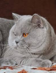 A nation composed of several hundred islands in the southwestern pacific ocean tip: 30 Best Grey Male Cat Names Petpress