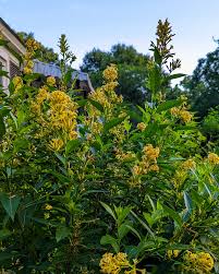 Image result for Cestrum parqui