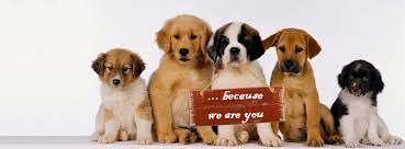 267 likes · 16 talking about this. Pet S Heaven Pet Clinic A New Kind Of Veterinary Care Home Facebook