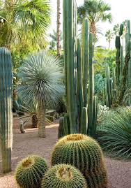 Jardin Majorelle Marrakech Plants Dry Garden Cactus Garden Landscaping