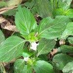 Image result for Asystasia mysorensis