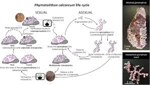 Equilibrium problems the frequency of two alleles in gene pool is 0.19 and 0.81(a). Frontiers Local Coastal Configuration Rather Than Latitudinal Gradient Shape Clonal Diversity And Genetic Structure Of Phymatolithon Calcareum Maerl Beds In North European Atlantic Marine Science
