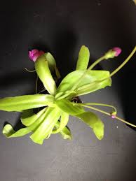 As far as i know it also grows in. Pinguicula Moctezumae X Gigantea Carnivorous Plant Etsy Carnivorous Plants Plants Terrarium Plants