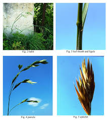 Image result for Bromus catharticus