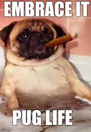 With tenor, maker of gif keyboard, add popular fat dog meme animated gifs to your conversations. Fat Dog Kitchen Saturday S Goodness Redneck Facebook