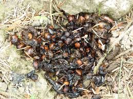 Image result for marten poop