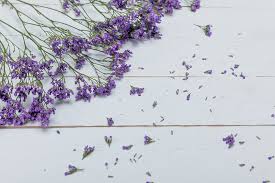 Is it safe to use lavender oil as a flea repellent? 10 Natural Home Remedies For Fleas On Cats Flea Killer And Repellant