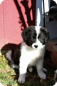 Your email address will not be published. Allen Tx Border Collie Great Pyrenees Mix Meet Blitzen A Puppy For Adoption Border Collie Collie Border Collie Mix