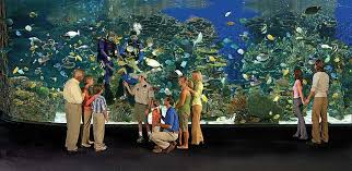 The New Things At Ripley'S Aquarium In Myrtle Beach | Moms Of Myrtle