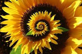 Spiraling Sunflower United Kingdom Amazing The Way It Spirals Plants Beautiful Flowers Love Flowers