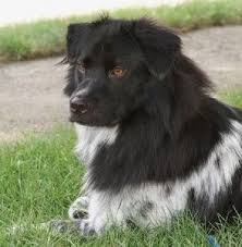 Black And White Australian Shepherd Puppy For Sale Australian Shepherd Chow Mix Puppies For Sale Cute Puppy Pictures Cute Baby Animals Cute Puppies