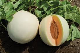 Anda beli sekarang anda dapat sekarang. Cara Menanam Melon Agar Menghasilkan Buah Manis Penjaga Rumah