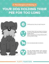 How Long Can A Dog Hold It S Pee