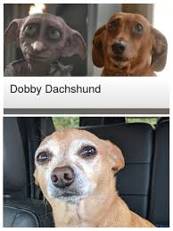 My Chiwennie coat is changing colors drastically?