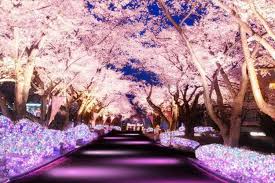 Download beautiful sakura wallpaper hd background hello kitty pink. 25 Pemandangan Taman Bunga Sakura Pemandangan Indah Sekali