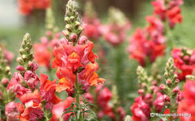 We wish you have great time on our website and enjoy watching wild cactus. Antirrhinum Majus Snapdragon Streaming Movies Free Streaming Movies Online Snapdragon Flowers