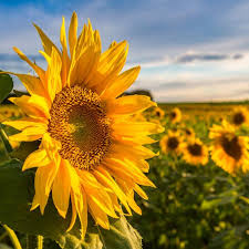 Saksı büyüklüğü ne kadar olmalı ?toprak nasıl olmalı ?sulamayı nasıl yapıyorum ? Gunebakan Cicegi Nedir