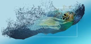 Sea Turtles Have The Scientific Name Of Cheloniidae Sea Turtles Live In Almost Every Ocean Basin Throughout The World Marine Animals Animals Double Exposure