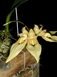 Image result for Bulbophyllum prorepens