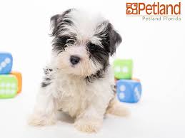 The morkie (or yorktese) puppy is a playful little teddy bear that you will not be able to resist! Petland Florida Has Morkie Puppies For Sale Check Out All Our Available Puppies Morkie Petlandpembrokepines Petland Petlandflorida Pembrokepines Puppy