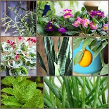 Maybe you would like to learn more about one of these? Houseplant Symbolism For Love Luck Health Happiness