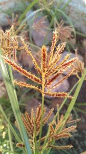 Image result for Cyperus hirtellus