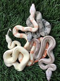 Baby Snakes Cute Snake Baby Snakes Animals Friends