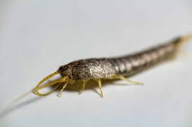 This means that your food (especially dry foods), clothes, shampoos, soaps, books, wallpaper, plants, and many. How To Get Rid Of Silverfish In Your House The Ultimate Guide 2021