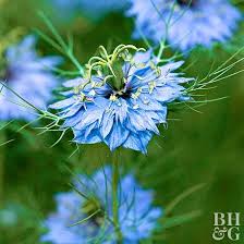 Nigella Will Add Unusual Blue Blooms And Soft Texture To Your Garden Nigella Plants Flower Seeds
