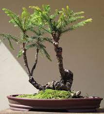 We did not find results for: Resultado De Imagem Para Araucaria Angustifolia Bonsai Tree