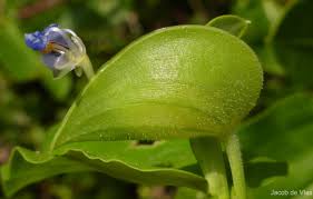 Image result for Commelina petersii