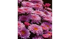 Lisa Weiler Obituary