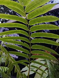 Image result for Marattiaceae