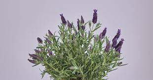 The remedy made from lavender calms. How To Harvest Dry And Use Lavender Bouqs Blog