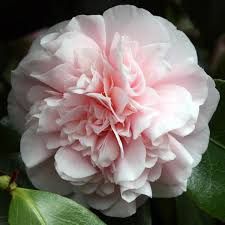 Camellia Japonica Debutante Plants Camellia Fragrant Garden