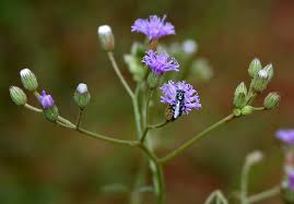 Image result for Bothriocline