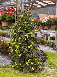 Image result for Ipomoea batatas pots