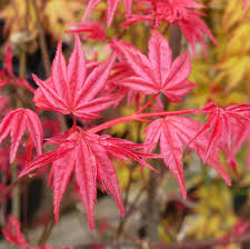 We did not find results for: Prior Park Gdn Cntre Auf Twitter Acer Palmatum Beni Maiko Emerges With Brilliant Glowing Red Leaves In The Spring The Leaves Eventually Fade Into Greenish Reds Into The Summer And Become Orange