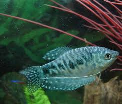 Some places say the gourami will shred the betta, some say that dwarf gourami are generally peaceful with betta. Tips For Breeding Gouramis In The Home Aquarium