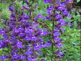 Image result for Lobelia adnexa