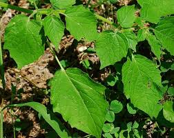 Image result for Physalis pubescens