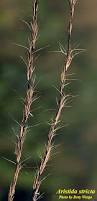 Image result for Aristida bipartita