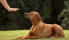كيفية تنمية الطاعة في الكلب - كلاب