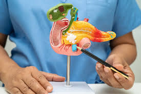 Image result for pancreas)