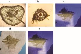 Image result for Menisorus pauciflorus