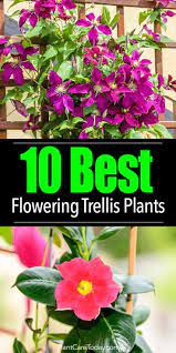 Flowering Vines What Are 10 Of The Best Trellis Plants Climbing Plants Trellis Trellis Plants Flower Trellis