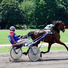 Pin Op Drafbaan Groningen Paardensport Horses