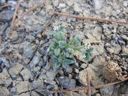 Image result for Heliotropium supinum