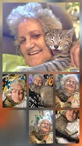 Missing grey and black tabby cat named Digby